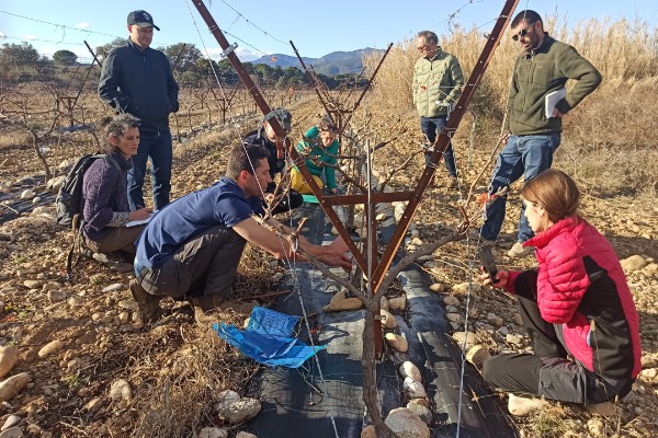 Produire du raisin de table pour compléter son revenu vigneron