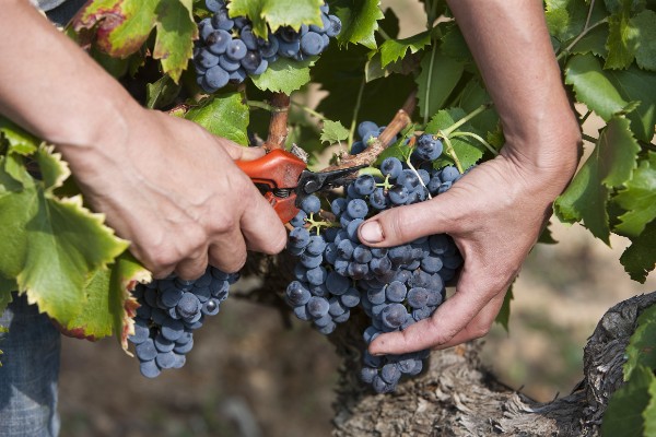 Le poids des baies de grenache dégringole de 26 % en 30 ans