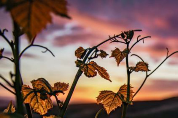 Plus de 180 millions € versés par Groupama à ses vignerons gelés
