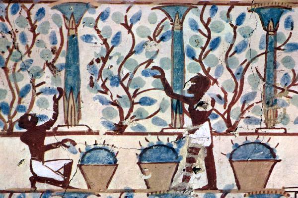  Les vins divins de l'Egypte antique