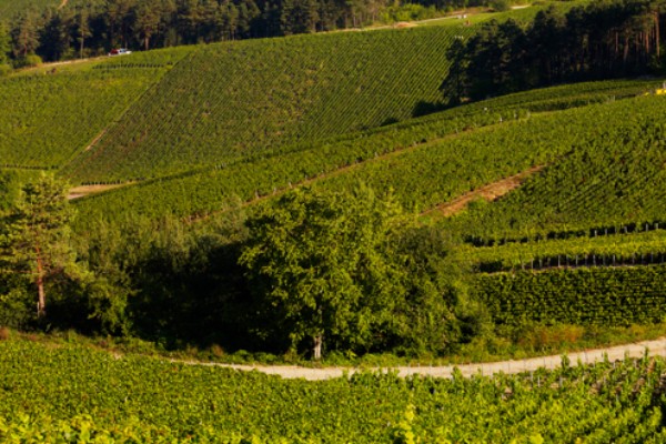 Des virus responsables des anomalies de pousse dans le vignoble ?