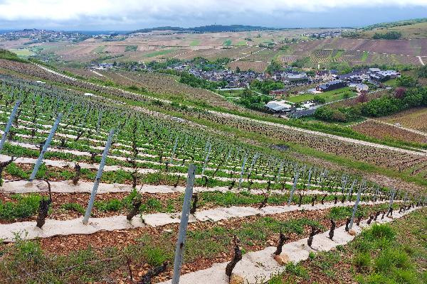 Le paillage, mieux que la pioche pour entretenir les rangs de vigne