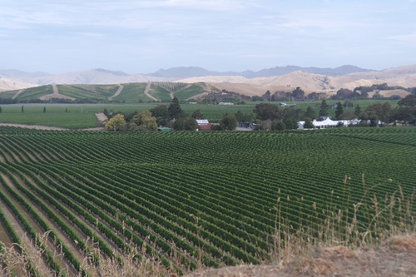 Le tour des vendanges 2022 dans l’Hémisphère Sud