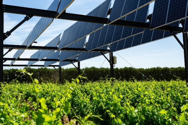 2 000 m² de panneaux photovoltaïques au-dessus de vignes à Bordeaux