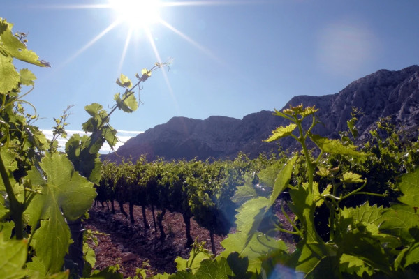 Bientôt de nouveaux crus pour les vins AOC de lieux-dits