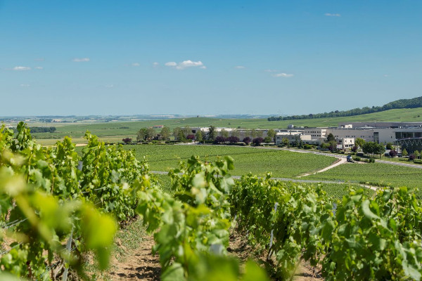 Nicolas Feuillatte vend un champagne sur 6 dans les linéaires français