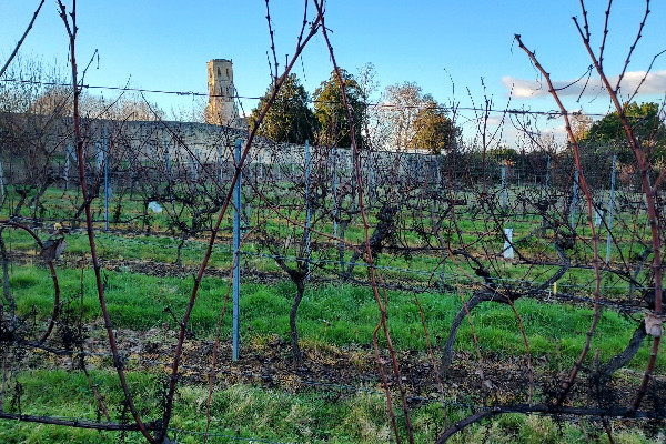 Les vins rouges de l’AOC d’Entre-deux-Mers visent le feu vert en 2023