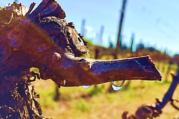 La chaleur fait déjà pleurer la vigne, et risque de la faire débourrer