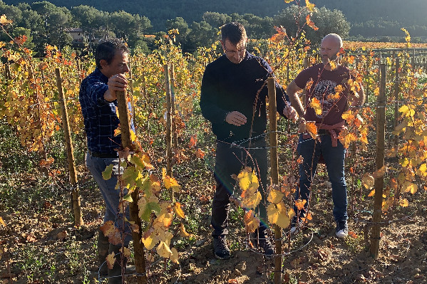 Un nouveau palissage des vignes en échalas