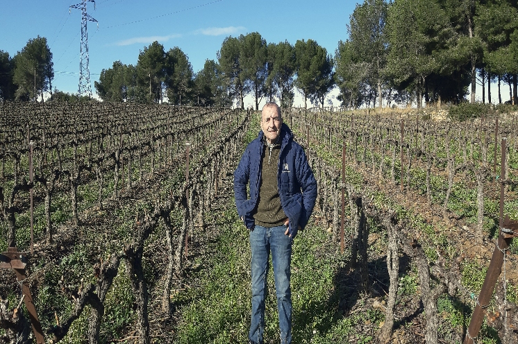 Face à la limitation du glyphosate, les viticulteurs revoient leurs pratiques de désherbage des vignes