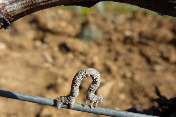 Lors du gonflement des bourgeons, il faudra surveiller les mange-bourgeons dans les vignes
