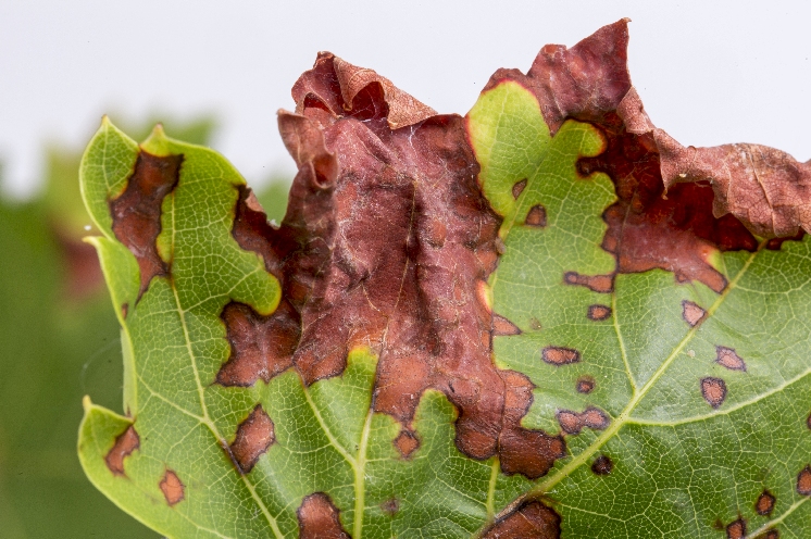  En bio, quelles stratégies contre le black-rot pour éviter les pertes ?