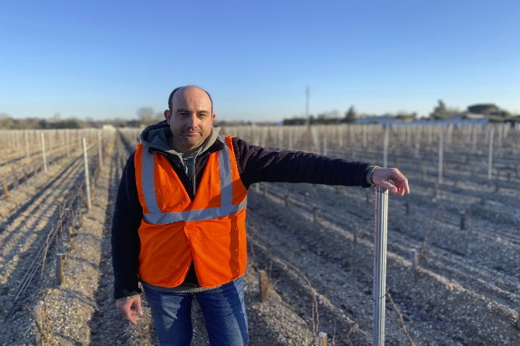  Coup de projecteur sur les Vifa, cépages d'avenir sur lesquels misent les vignerons