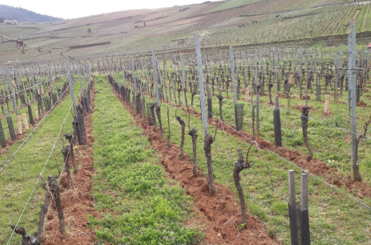 Vign’Up accompagne la transition vers les vignes semi-larges
