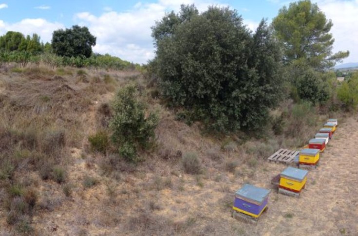 Abeilles recherchent vignes où passer l’hiver
