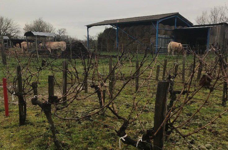Veaux vaches cochons au secours des viticulteurs
