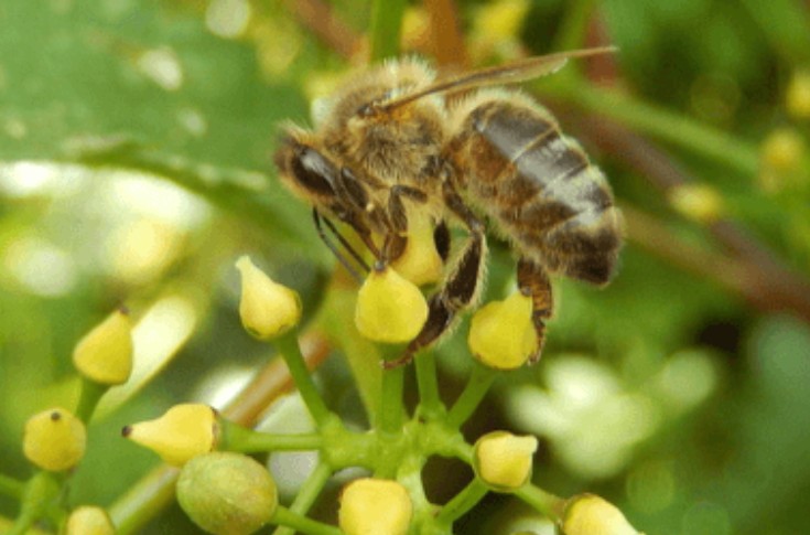 Comment soigner la vigne sans nuire aux abeilles