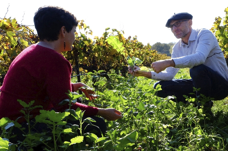  Trois vignerons racontent leurs déboires avec les couverts végétaux