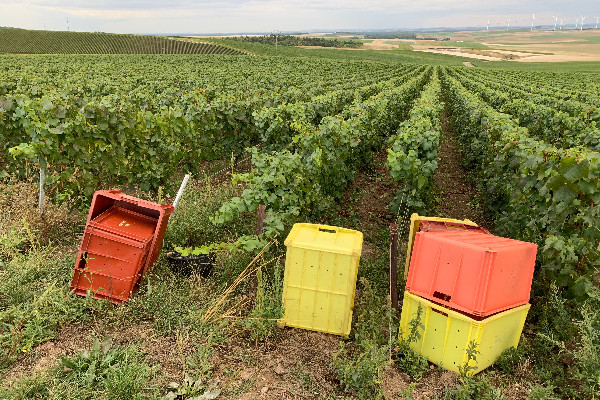 Validation du dépassement de 7 % des rendements butoir pour les vins de Bourgogne et de Champagne
