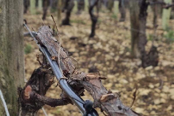 Les câbles chauffants à l'épreuve du gel, mais pas des coups de sécateurs !