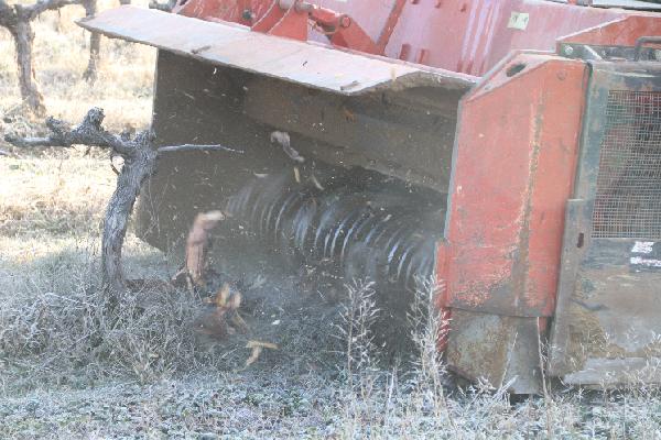 Broyer une vieille vigne en place et s'en débarrasser en un seul passage : un chantier d'avenir