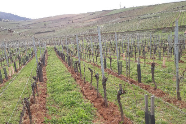 Vign’Up accompagne la transition vers les vignes semi-larges