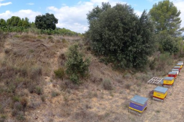 Abeilles recherchent vignes où passer l’hiver