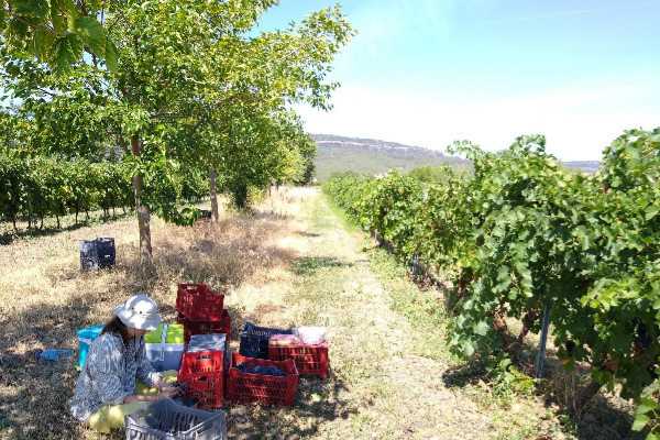Planter des arbres dans les vignes grâce au parrainage
