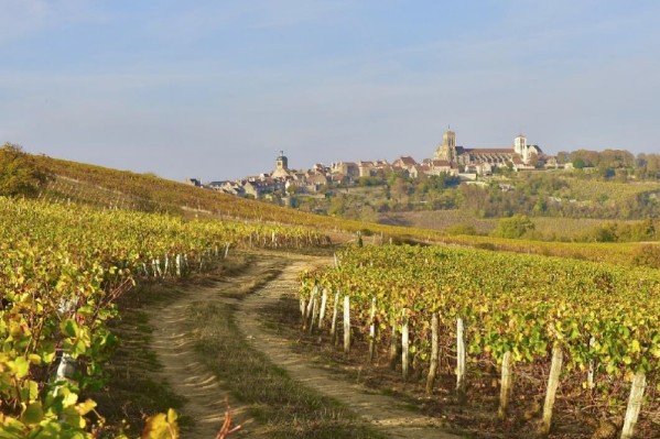 Nouvelles possibilités d’expérimenter à la vigne ou au chai en AOP