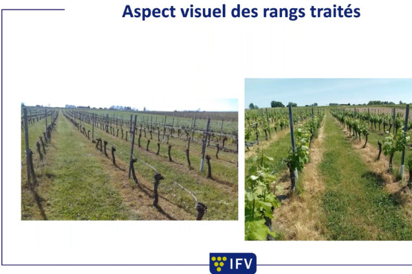 Avec les restrictions du glyphosate, désherber les vignes coûte plus cher