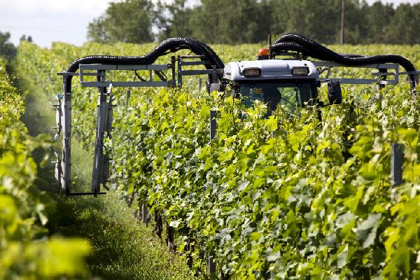  Contre les tordeuses, la pulvérisation de phéromones arrive dans les vignes