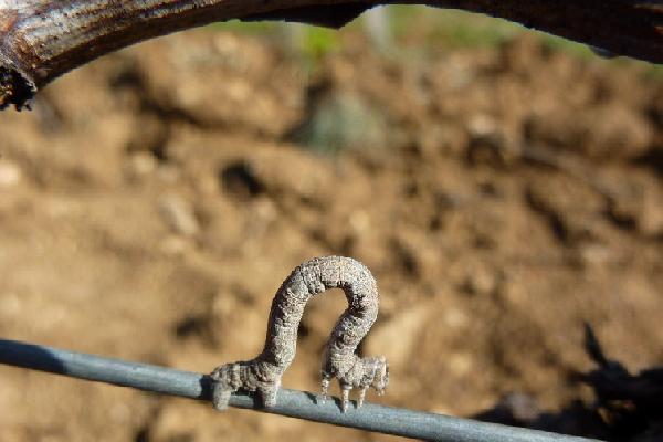 Lors du gonflement des bourgeons, il faudra surveiller les mange-bourgeons dans les vignes