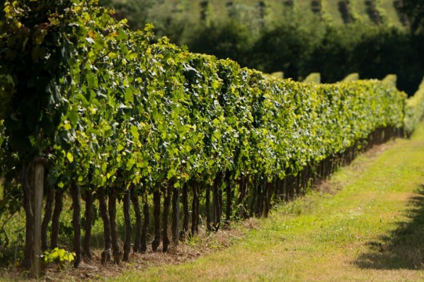 Des parcelles « TNT » chez seulement 35% des viticulteurs