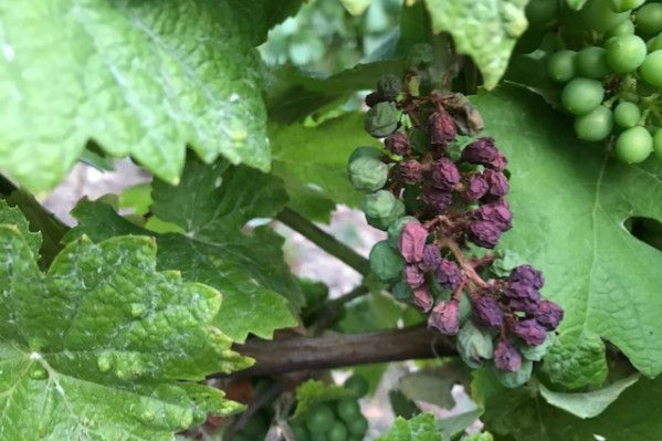 Avec l’augmentation du risque d’échaudage, l’effeuillage n’est plus à systématiser