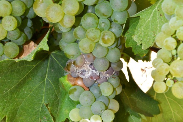 La vigueur au stade petit pois détermine le risque de botrytis aux vendanges