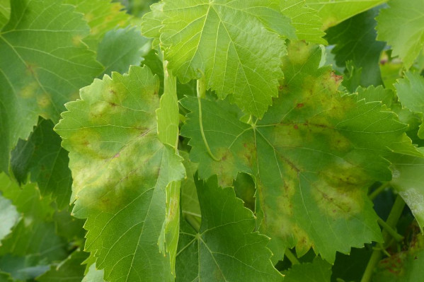 Quatre enjeux de la protection du vignoble pour 2023