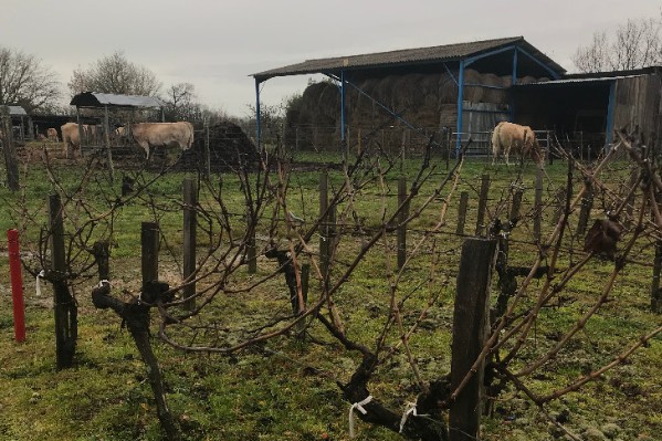 Veaux vaches cochons au secours des viticulteurs