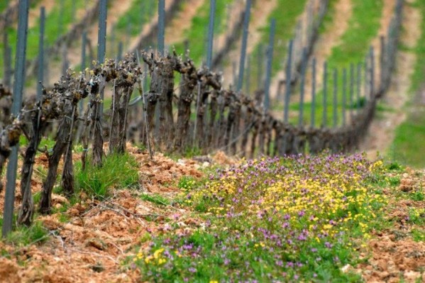 Tous les vignobles ne souffrent pas de la sécheresse