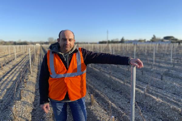  Coup de projecteur sur les Vifa, cépages d'avenir sur lesquels misent les vignerons