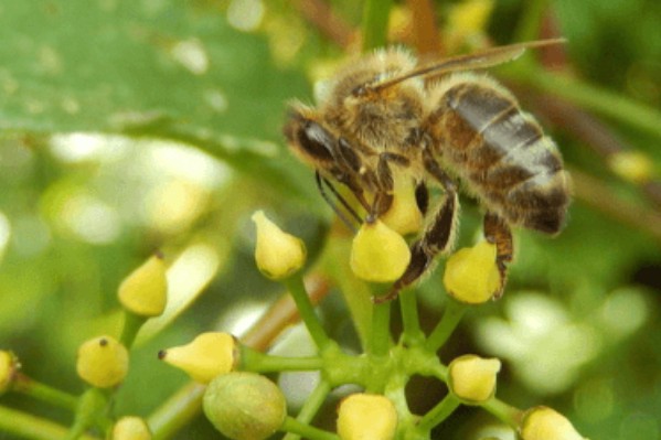 Comment soigner la vigne sans nuire aux abeilles