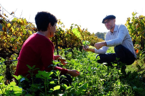 Comment gérer la concurrence des couverts végétaux dans le vignoble