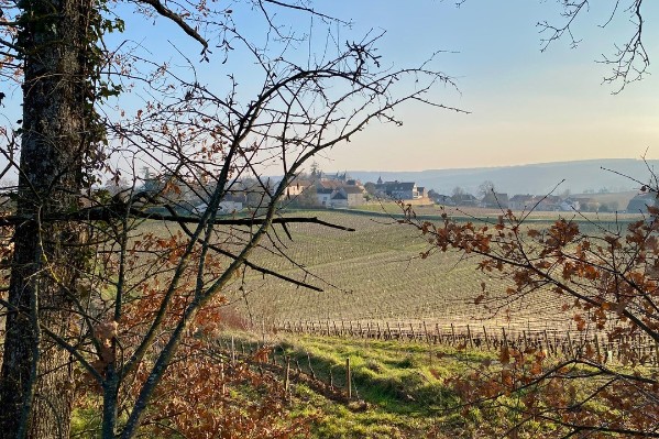 Où en est le vignoble de Bourgogne face à ses engagements climatiques ?