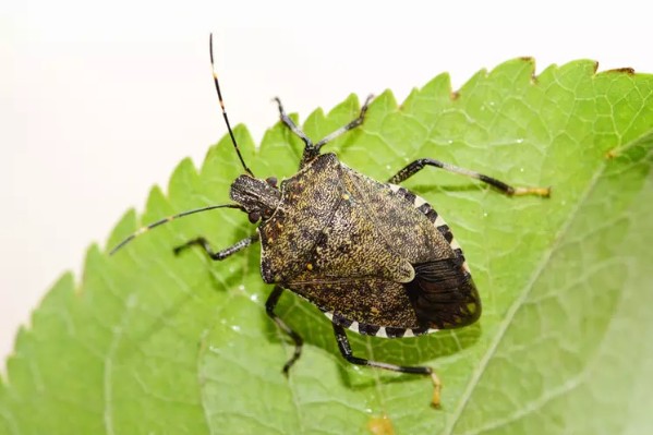 La guêpe samouraï pour déloger la punaise diabolique du vignoble