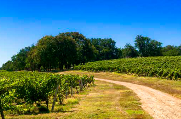 Les vignobles du Sud-Ouest en route vers la neutralité carbone