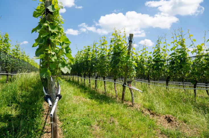 Le diagnostic hydrique d’une parcelle de vigne en quelques clics