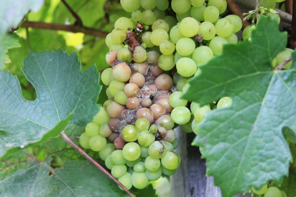 Un nouveau biofongicide contre la pourriture grise