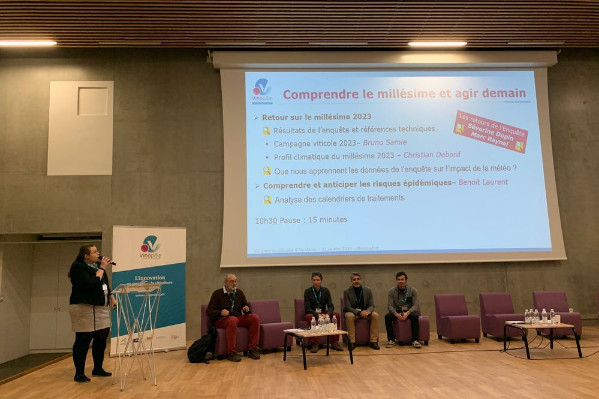 Mildiou 2023, les raisons de la galère dans le vignoble