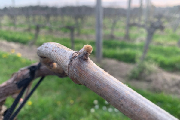 Coup de chaud, mais pas de coup de débourrement à craindre sur les vignes du Midi