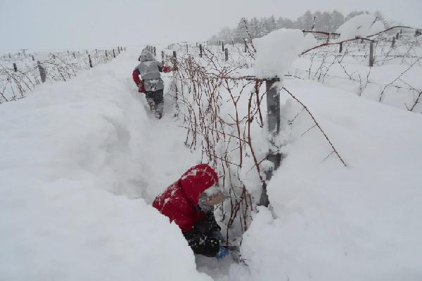 Au Japon, sur l'île d’Hokkaido, moult précautions pour protéger les vignes du froid glacial