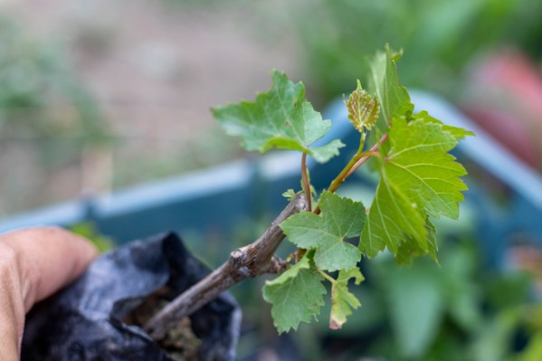 Un peu de souplesse administrative pour les vignerons bio